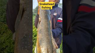best fishing video my channel snakehead fishing video my channel?? fishing video snakehead ???