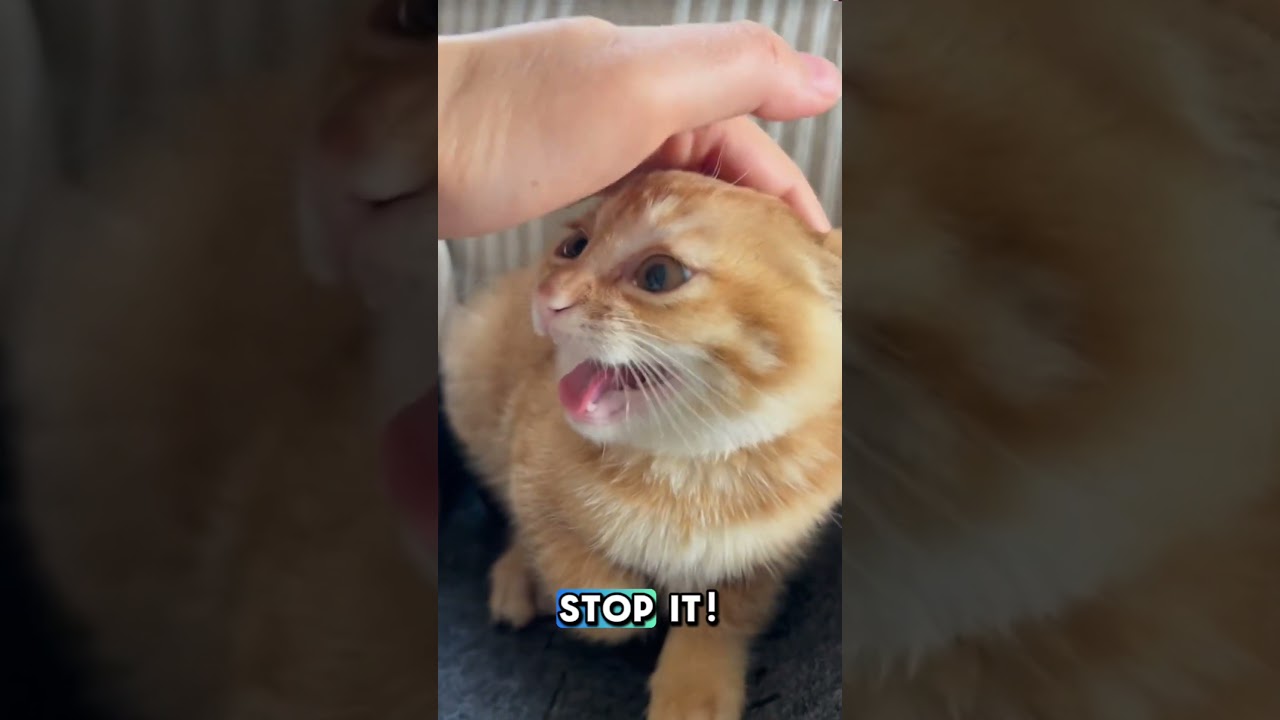 OH HOW DARE YOU HOOMANS?!! 