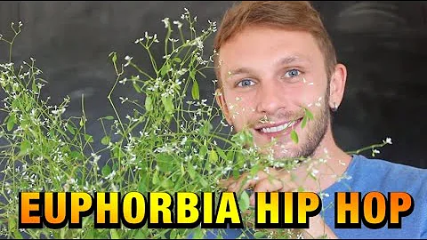 Como cuidar da planta Euphorbia?