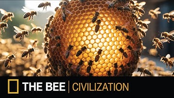 De verborgen beschaving van bijen