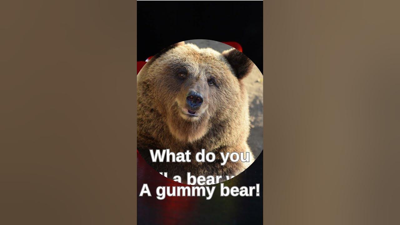 what-do-you-call-a-bear-with-no-teeth-youtube