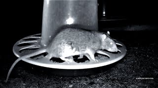 :      .     . Rat