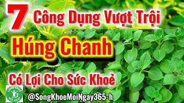 7 Công Dụng Tuyệt Vời Của Lá Húng Chanh Đối Với Sức Khỏe #dinhduong #songkhoe #health #suckhoe