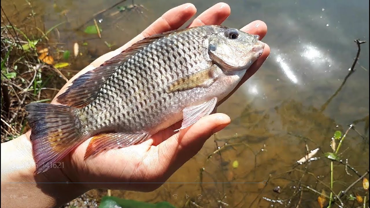 TILÁPIAS NATIVAS 5 ATAQUES DAS TILÁPIAS NA CEVA DE CARPA YouTube