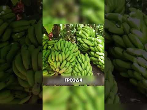 Дагестанец выращивает БАНАНЫ в России😱🏔️🍌