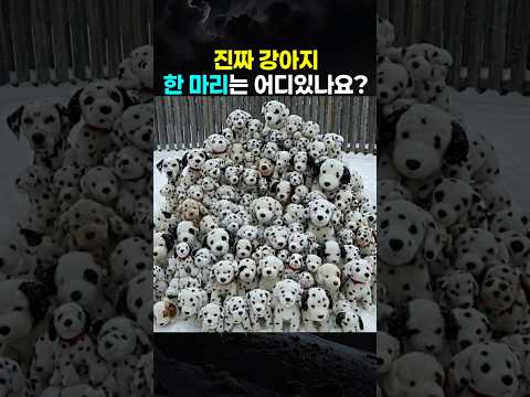 진짜 강아지 1 마리를 찾아주세요 !!!