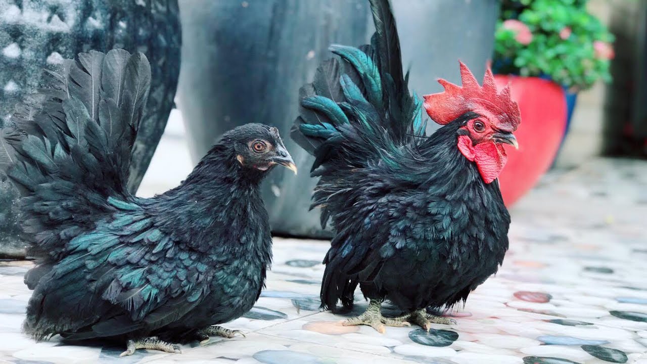 Japanese Bantam Chickens - Mê Mẩn Trước Vẻ Đẹp Của Cặp Gà Thái Ô Ướt -  Youtube