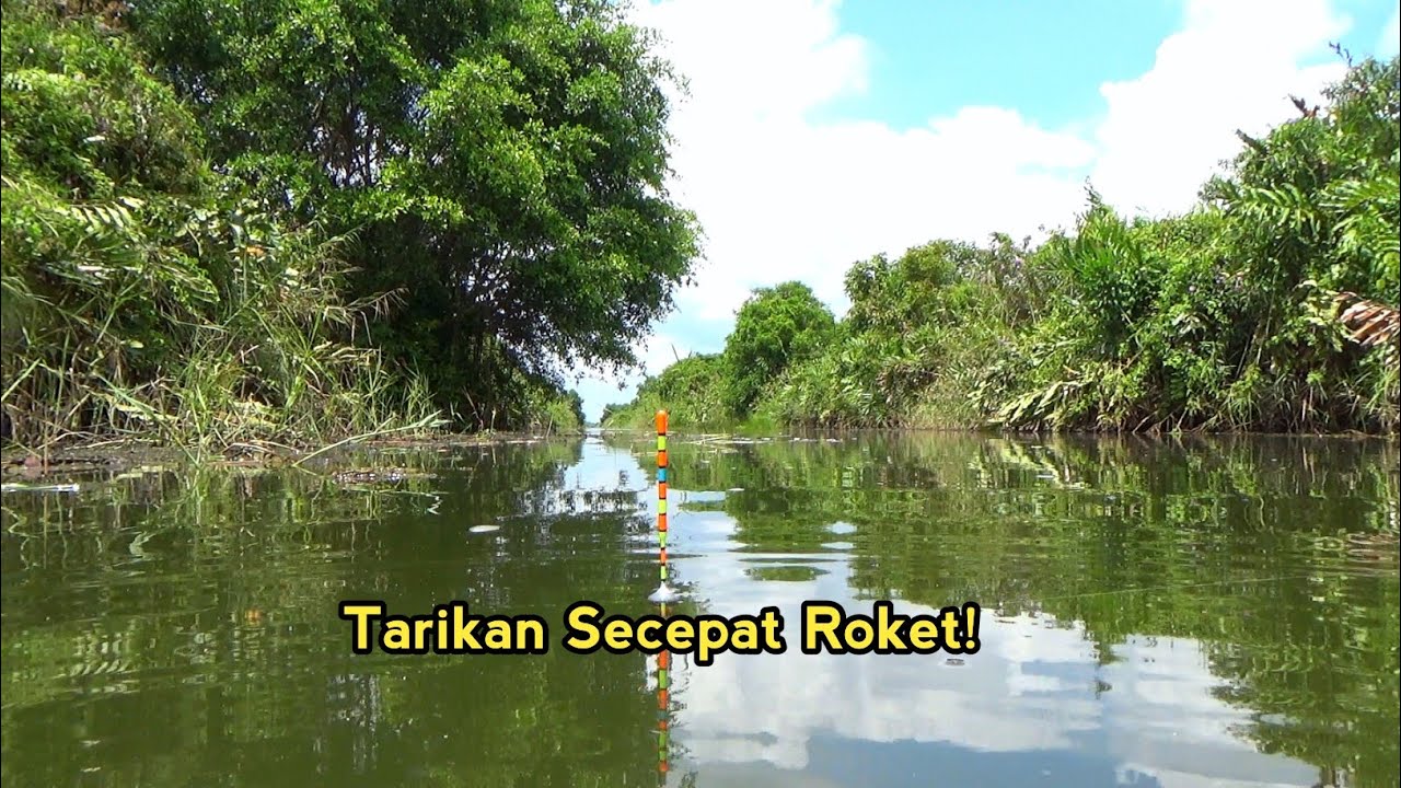 Spot Beringin Keramat Sarang Tuyul jadi Surganya nila Babon