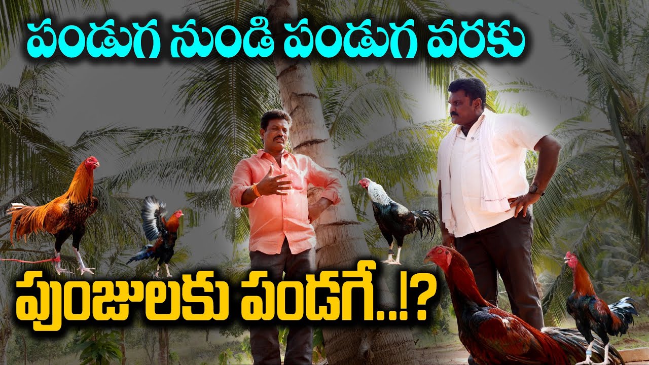 Pandem Kodi || సంక్రాంతి సంబరాలకు సత్తిబాబు గారి పుంజులు సిద్ధం..! Sasyasyamalam