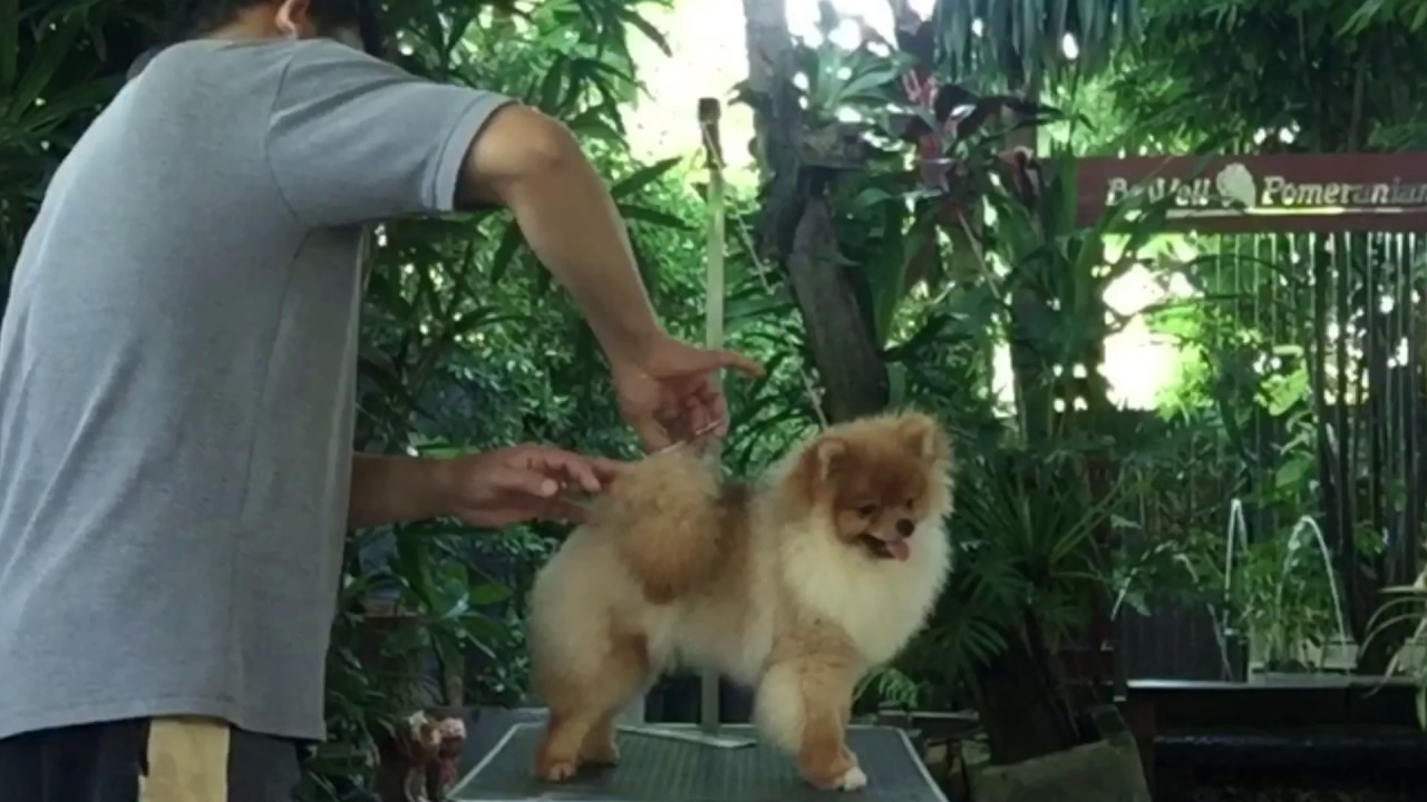 Grooming pomeranian YouTube