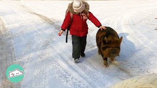 Pig Becomes Family's Best Friend and Pick Up Kids from School | Cuddle Buddies