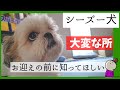 これからシーズー犬のお迎えを考えている方に見てほしい～シーズーを飼って大変なこと教えます