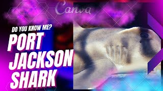 Port Jackson shark facts 🦈 found in the coastal region of southern Australia 🇦🇺