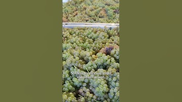 Earlier this week our Chardonnay grapes came in! 🥂 Time to process. #shorts #winemaking #chardonnay