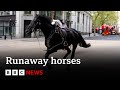 Runaway horses race through central london  bbc news