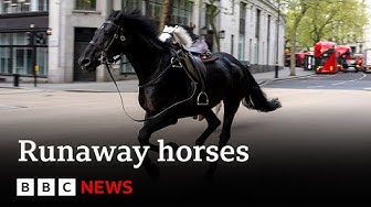 Runaway horses race through central London BBC News
