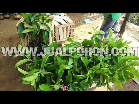 Jual Pohon Buah Durian Super Tembaga dan Berbagai Macam Bibit Buah Lainnya Proses Kirim