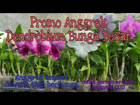 Video: Dendrobium - anggrek yang menghibur Anda