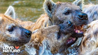 Hyenas Attack African Wild Dogs | Wild Dogs: Running With The Pack 102