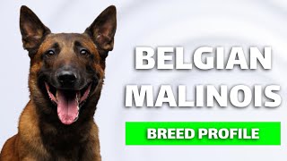 Everything You Need To Know about Belgian Malinois Dogs  Is It the Right Dog for You?