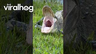 A Huge Gator Yawn Reminds Us All of How Scary They Are || ViralHog