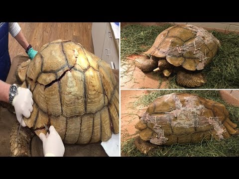 Video: Humpty Tiek Atkal Apvienots: Spirit Fund Palīdz Novērst Tortoise Salauzto Apvalku