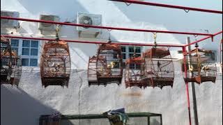 Merbah Jambul pama (Training)