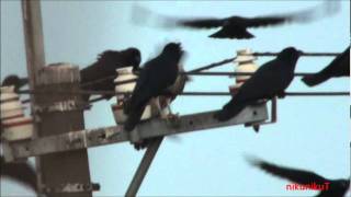 オオタカ カラスに攻撃されつつ・・・ オオタカ カラスに攻撃されつつ・・・