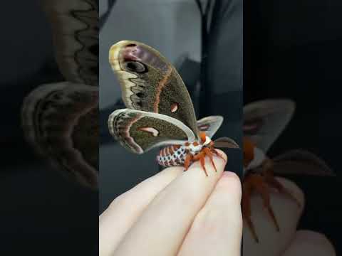 Video: Este molia cecropia otrăvitoare?