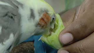 Yum yum 😋🐥🐥🐥🐥🐥🐥🐣🤣🤣