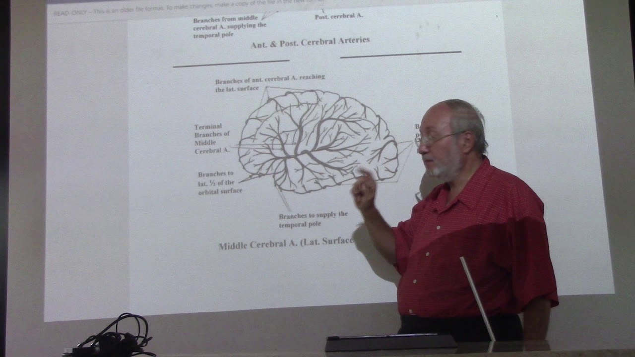 Neuroanatomy 73 ( Blood supply of the brain , part 5 ) , by Dr. Wahdan ...