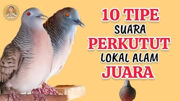 10 Macam Tipe Suara Perkutut Lokal Alam Juara ‼️ Manakah Menurut Anda Yang Paling Bagus Lur