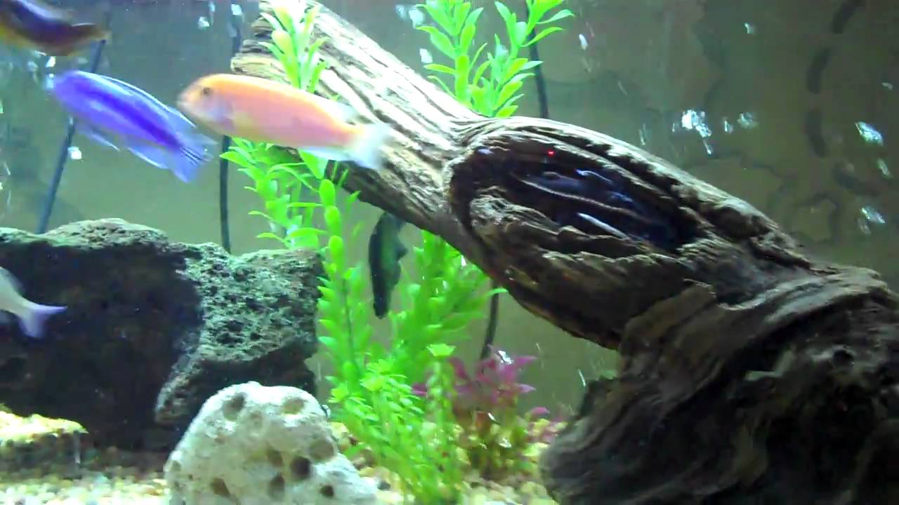 Silver Arowana swimming in 125 gallon aquarium, driftwood