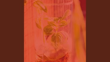 Pulsating Ambience for Steam Baths