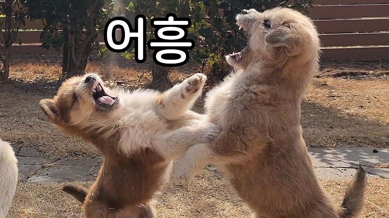 착한 삼촌 이모들이 맹수들의 견생에 좋은 길잡이가 되었기를...