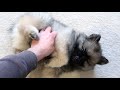 Keeshond Puppy's First Day Home の動画、YouTube動画。