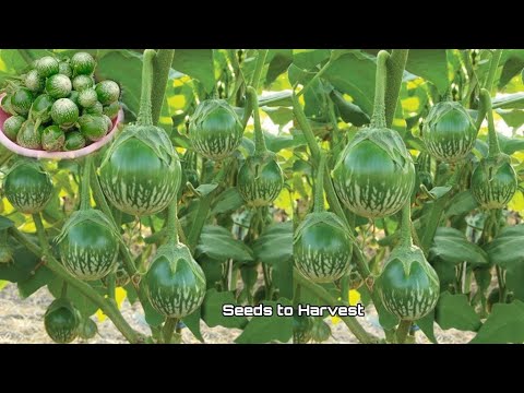 Video: Thaise aubergineteelt: Thaise auberginevariëteiten en toepassingen in de tuin