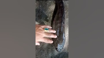 C. striata/cá tràu/cá quả/cá chuối/cá lóc sông Hằng