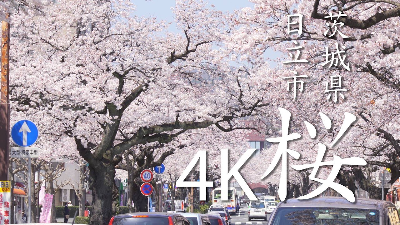 茨城県の桜の名所と開花状況 22年 見頃時期 疑問を解決