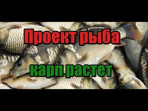 Чем кормить белого амура и толстолобика! Смотрим на сколь подросла рыба! Карп растет!