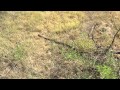 Roadrunner helps find rattlesnake in yard.