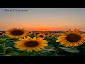 Fantastic lights - Sunflower