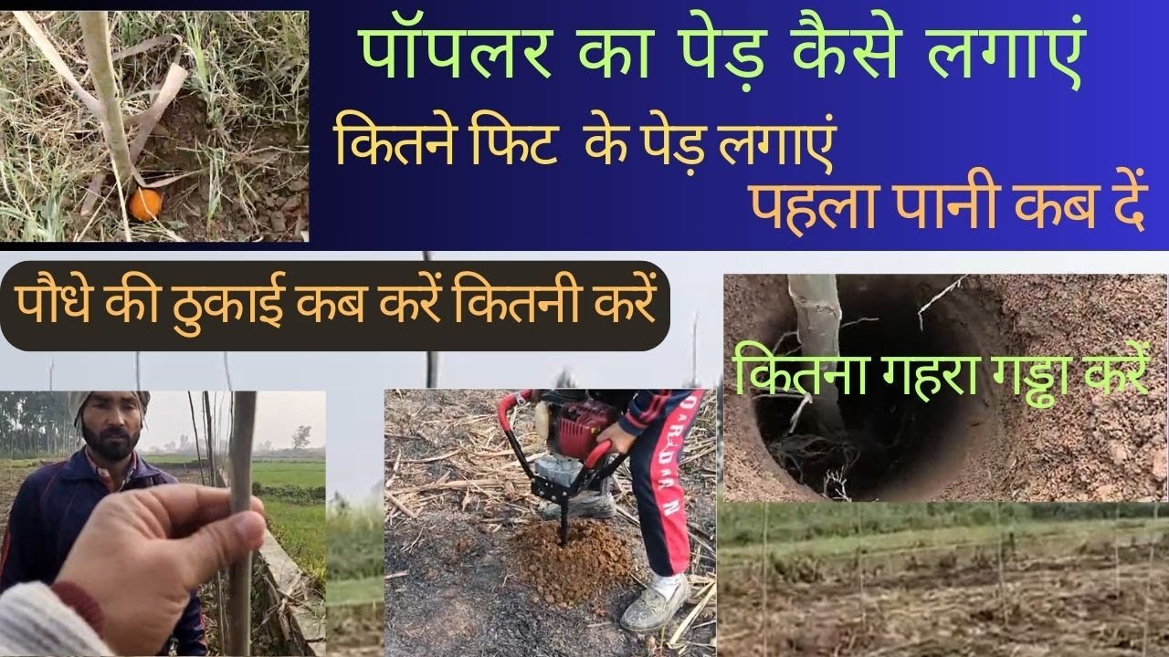 Poplar Tree Farming In India Poplar Plantation From Beginning To End Poplar Tree Farming In India Poplar Plantation From Beginning To End