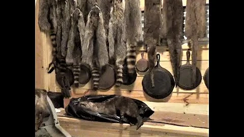 Otter Pelt Soft Tanning (Part 1 Skinning) Instructional for Beginners #howto