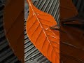 Molten glass to leaf sculpture