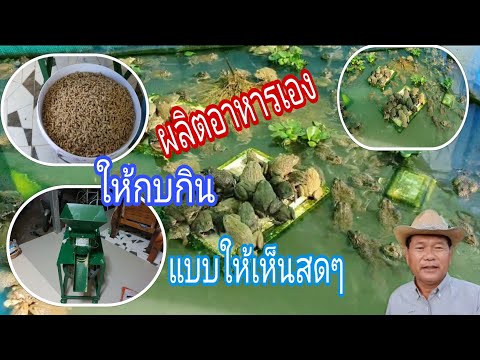 ผลิตอาหารเองให้กบกินให้เห็นสดๆหมดข้อสงสัย