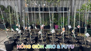 CUỘC SỐNG ÚC l CHỌN GIỐNG VÀ CÁCH TRỒNG HỒNG GIÒN FUYU & JIRO NƠI XỨ LẠNH