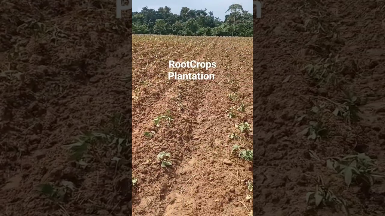 Root Crops Plantation 