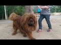 كلب يشبه الأسد - شاهد بنفسك A dog looks like a lion - see for yourself