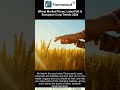 Wheat Market Prices: Latest UK & European Crop Trends 2024